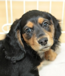 バロン（Mix：男の子）