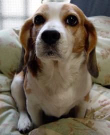 でこりん（ビーグル:女の子）