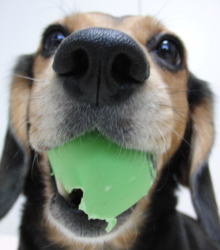 ごぶりん（Mix:女の子）