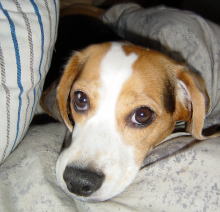 ケル（ビーグル:女の子）