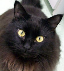 クロ（Mix:男の子）