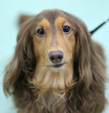 マロ（ミニチュア・ダックスフント：男の子）